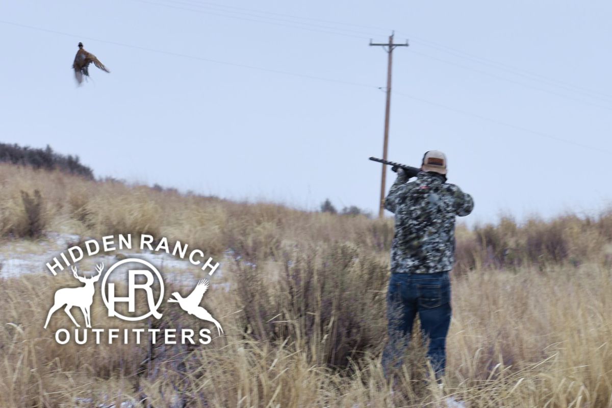 Bird dog hunting